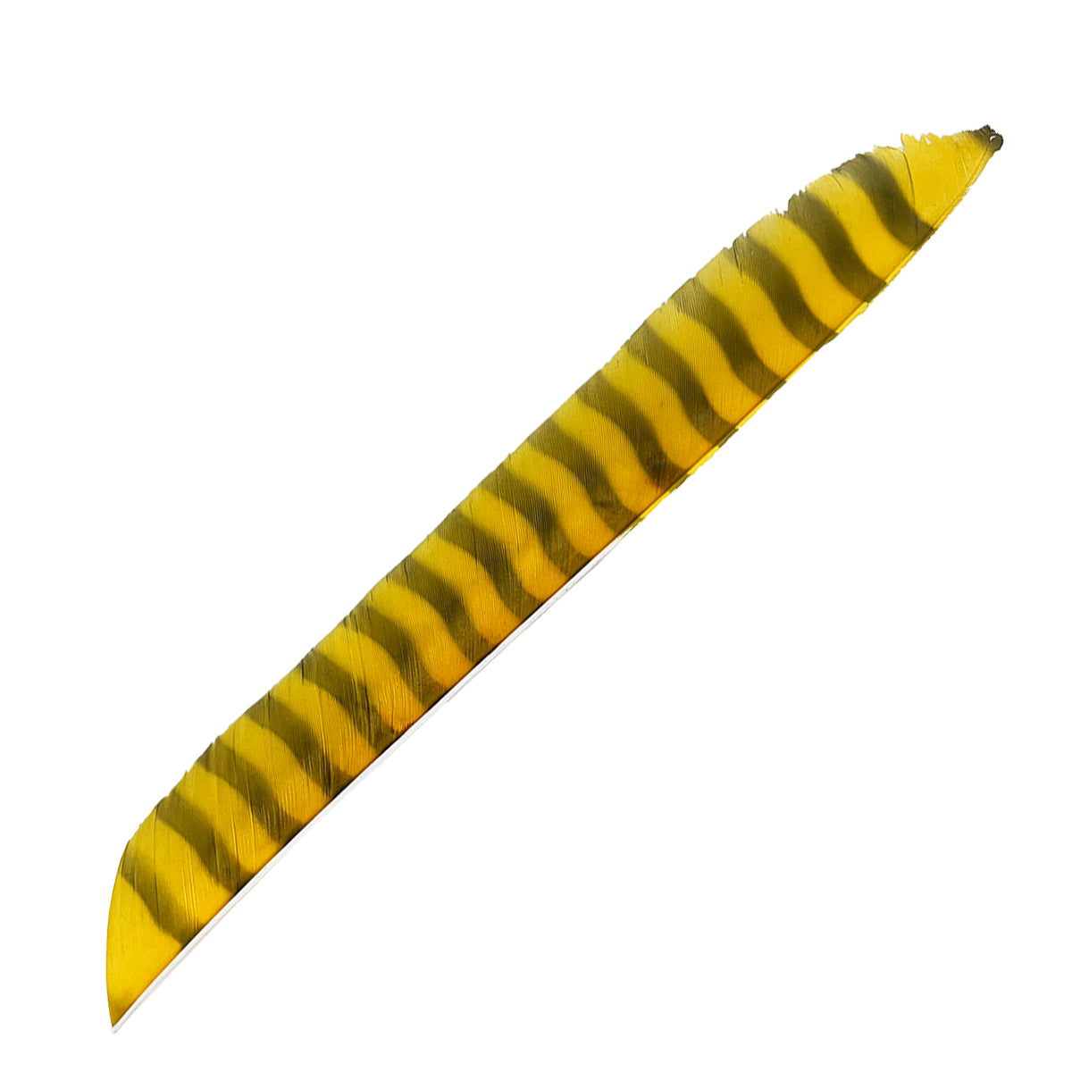 Federn Volle Länge Barred