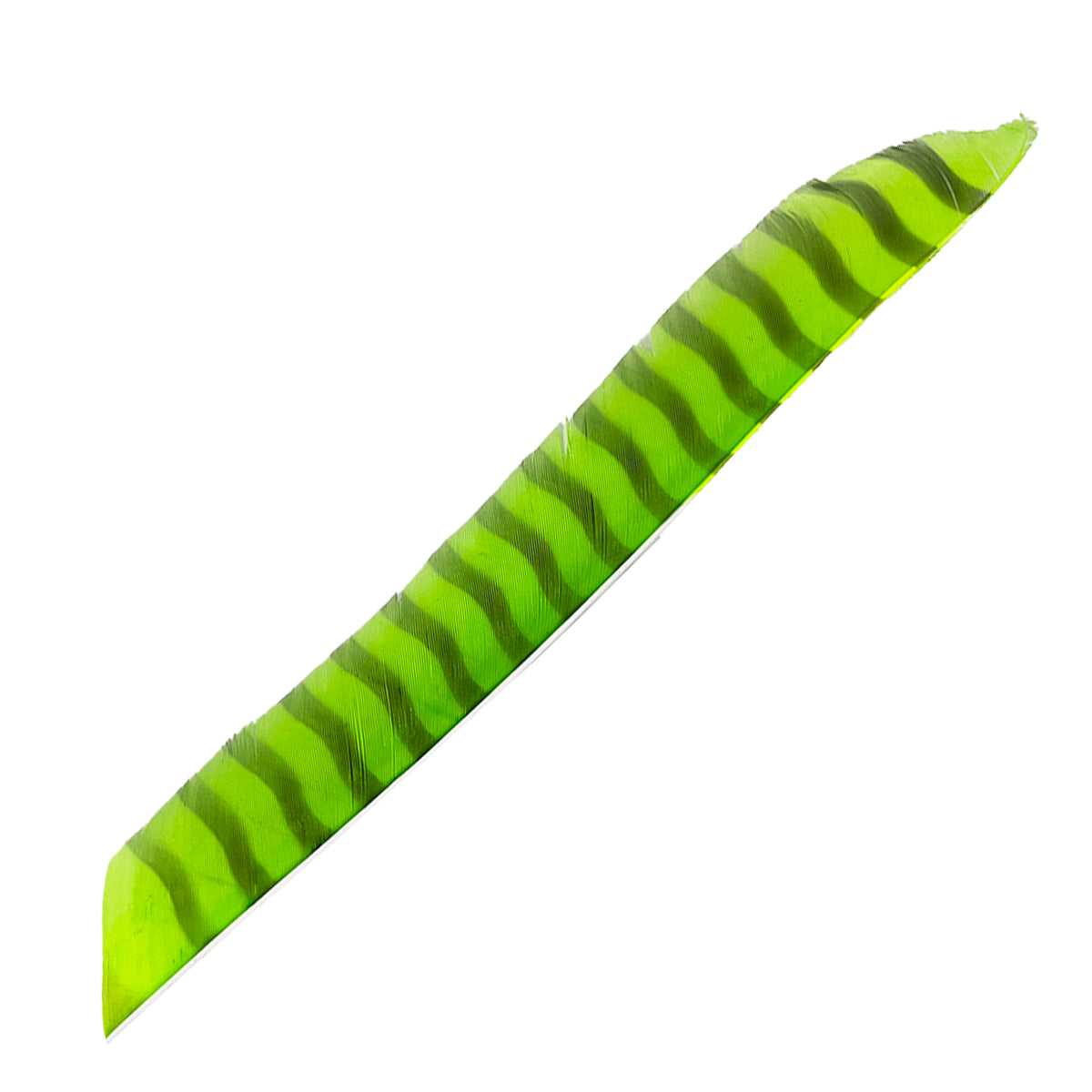 Federn Volle Länge Barred